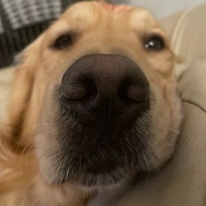 Meet your Posher, Faye